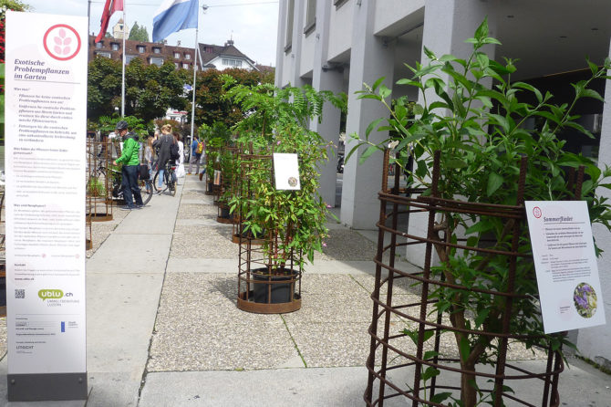 Ausstellung «Exotische Problempflanzen»