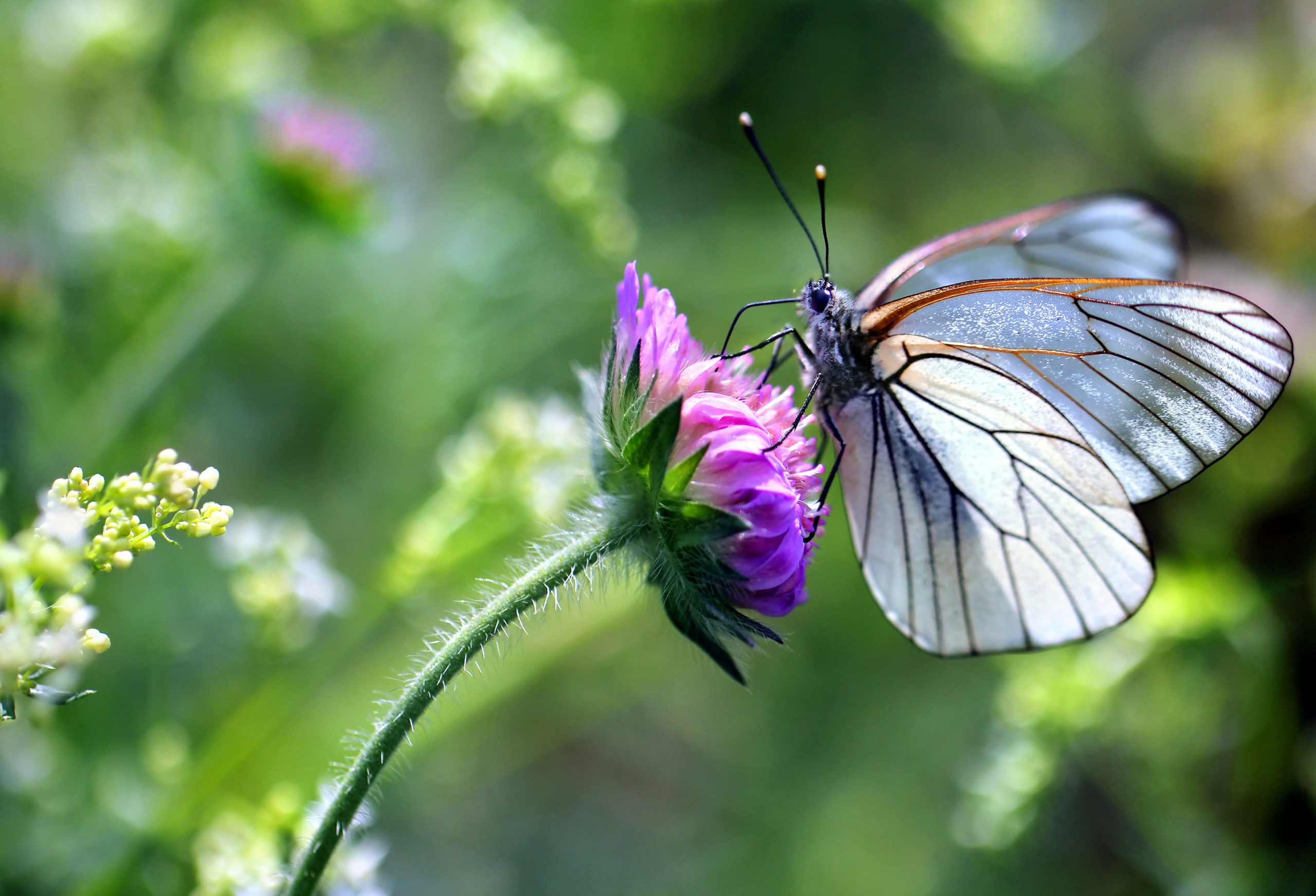 Biodiversität Schweiz