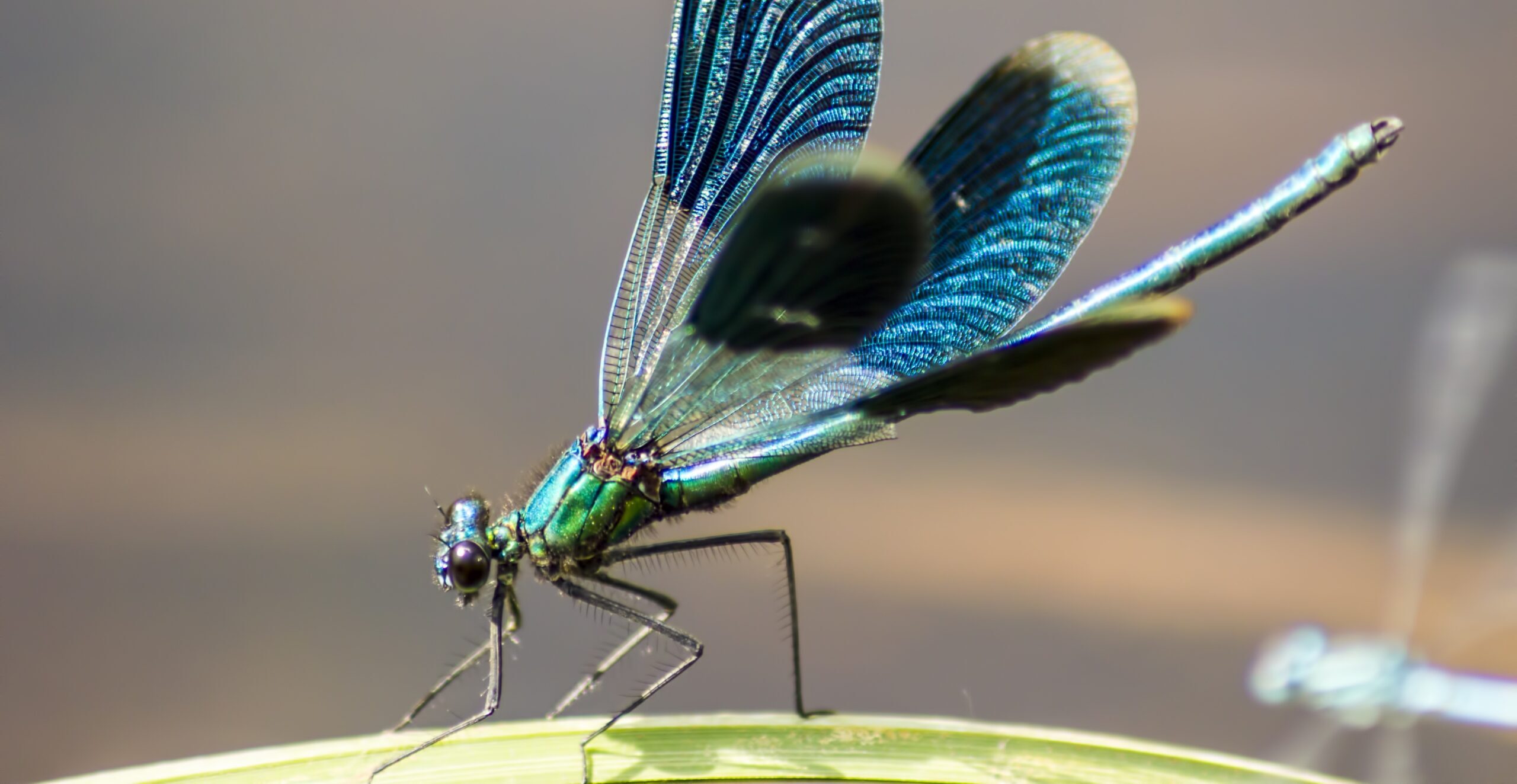 Libelle, Calopteryx splendens