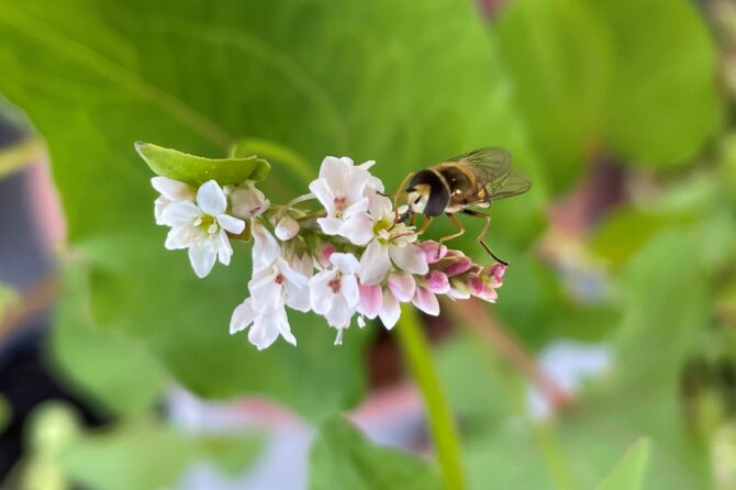 Die biologische Vielfalt in der Schweiz