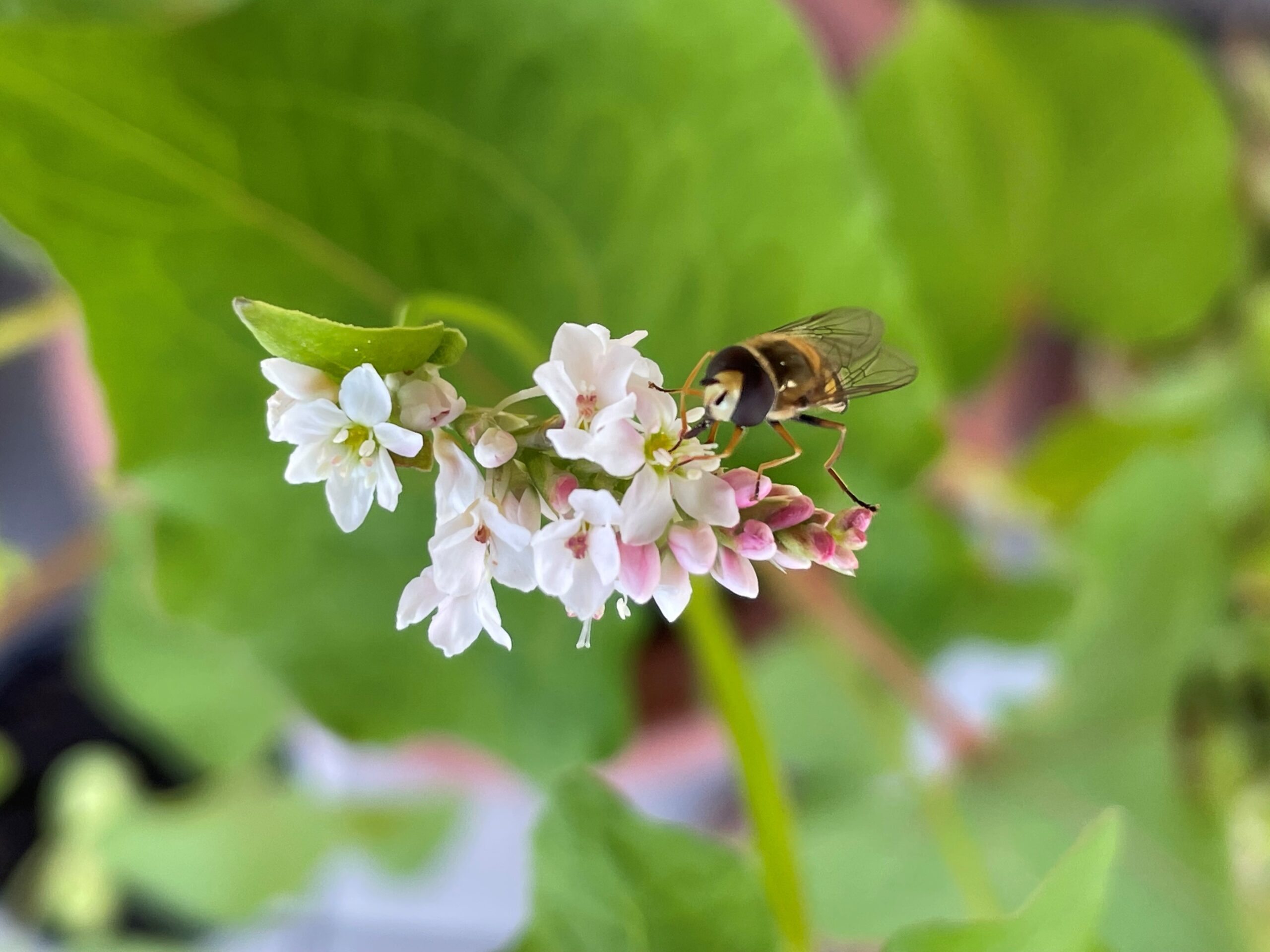 insekt buchweizen biodiversität silvia bucher