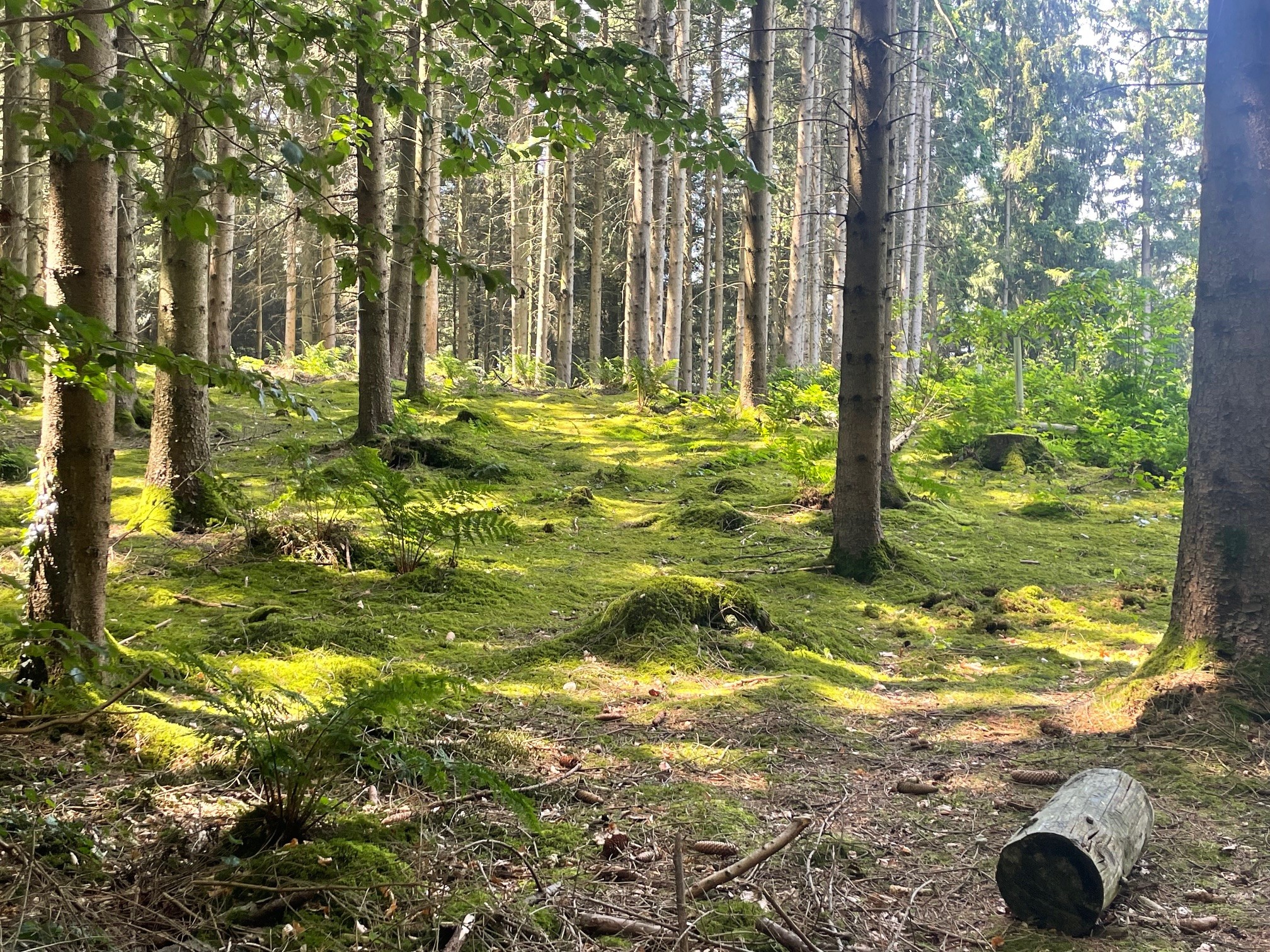 Sedelwald, Luzern (Foto: Silvia Bucher)