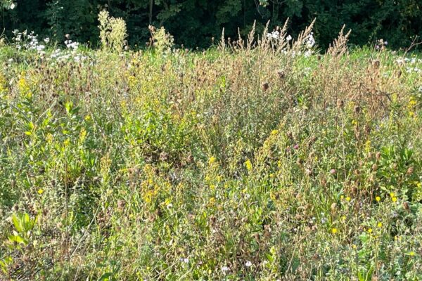 Handbuch Biodiversität