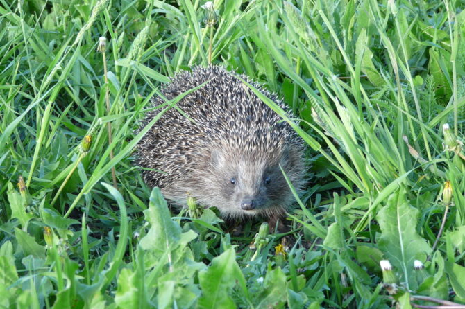Der Igel ist Tier des Jahres 2026