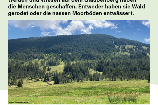 Moorpfad-Glaubenberg Wald